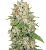 1760094883304.png 1760094883304.png