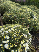 IMG_0877.jpeg IMG_0877.jpeg