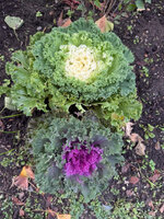 IMG_0883.jpeg IMG_0883.jpeg