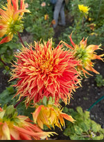 IMG_0884.jpeg IMG_0884.jpeg