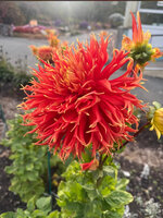 IMG_0885.jpeg IMG_0885.jpeg