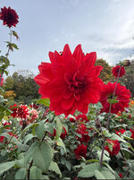 IMG_0887.jpeg IMG_0887.jpeg