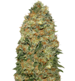 1760615945255.png 1760615945255.png