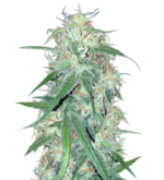 1760615980863.png 1760615980863.png