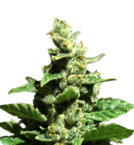 1760700333334.png 1760700333334.png