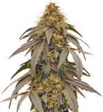 1760700354477.png 1760700354477.png