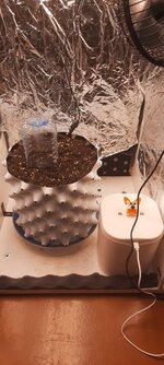 Кустик по имени Виска. Режим света 6/2.