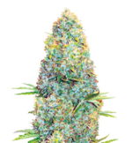 1760786037396.png 1760786037396.png