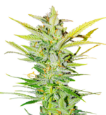 1760786049797.png 1760786049797.png