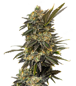 1760791141659.png 1760791141659.png