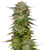 1760791169106.png 1760791169106.png