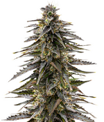 1760799120547.png 1760799120547.png