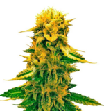 1760861566486.png 1760861566486.png