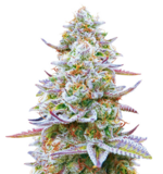 1760866456836.png 1760866456836.png