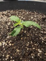 IMG_20251020_215655.jpg IMG_20251020_215655.jpg