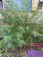 Screenshot_20251020_231732_edit_79965174833073.jpg Screenshot_20251020_231732_edit_79965174833073.jpg