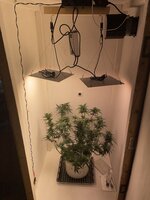 IMG_0191.jpeg IMG_0191.jpeg