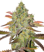 1761041248257.png 1761041248257.png