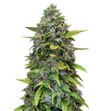 1761041273110.png 1761041273110.png