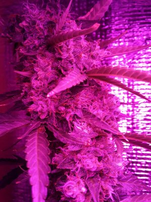 78B7F165-720B-4D3E-A6A4-CB08514560E0.jpeg 78B7F165-720B-4D3E-A6A4-CB08514560E0.jpeg