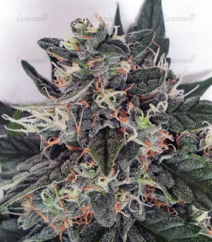 1652182893375.png 1652182893375.png