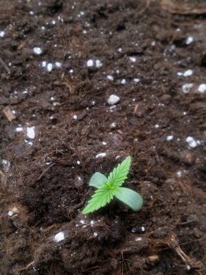 IMG_20220510_121815_773.jpg IMG_20220510_121815_773.jpg