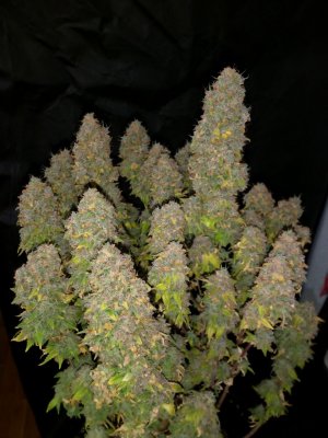 IMG_20220510_182129_643.jpg IMG_20220510_182129_643.jpg