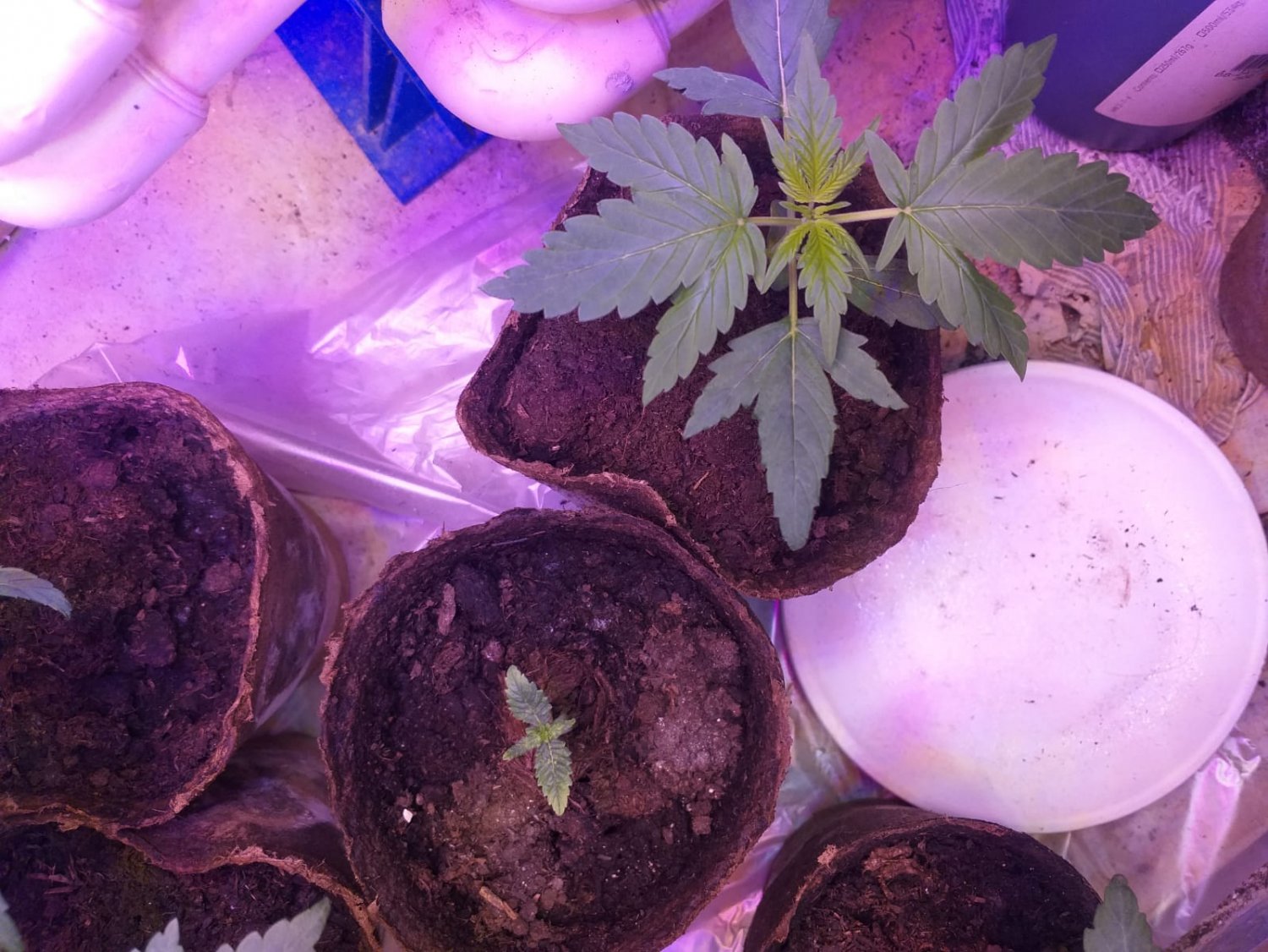 WhatsApp Image 2022-05-11 at 00.14.32.jpeg