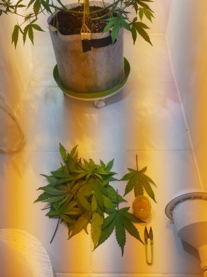 20220511_141417.jpg 20220511_141417.jpg