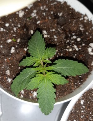 20220512_194344.jpg 20220512_194344.jpg