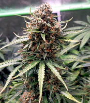 1652453528224.png 1652453528224.png