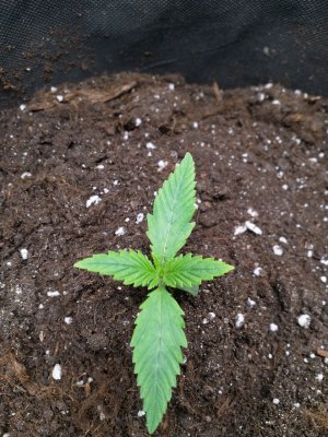 IMG_20220514_133626_585.jpg IMG_20220514_133626_585.jpg