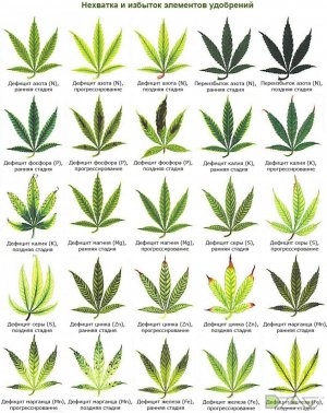 Болячки.jpg Болячки.jpg