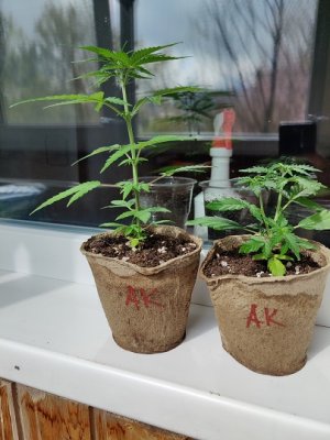 IMG_20220518_102923.jpg IMG_20220518_102923.jpg