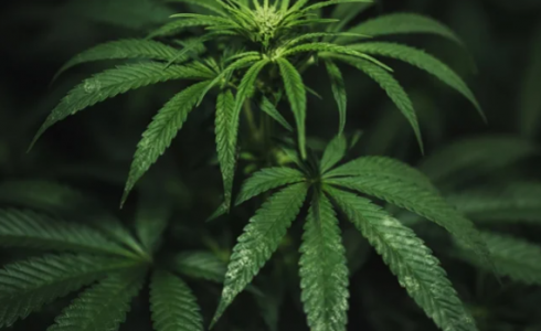 1652894919622.png 1652894919622.png