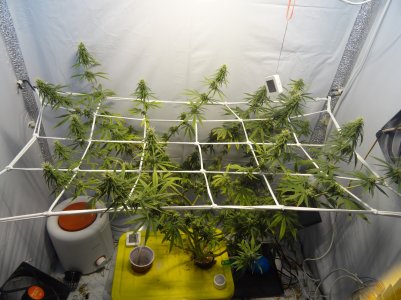 DSC00252.jpg DSC00252.jpg