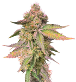 1761055133079.png 1761055133079.png