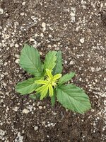 IMG_20251023_092618.jpg IMG_20251023_092618.jpg