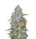 1761201575365.png 1761201575365.png