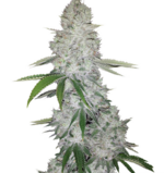 1761201635484.png 1761201635484.png