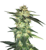 1761201700985.png 1761201700985.png