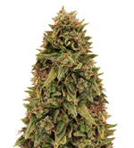 1761322997948.png 1761322997948.png