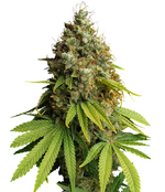 1761375109837.png 1761375109837.png