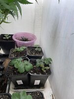 IMG_1261.jpeg IMG_1261.jpeg