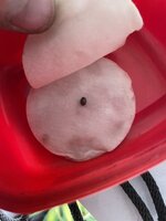 IMG_1262.jpeg IMG_1262.jpeg