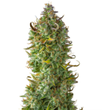 1761659364451.png 1761659364451.png