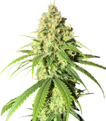 1761674395529.png 1761674395529.png