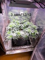 IMG_1346.jpeg IMG_1346.jpeg