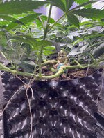 IMG_1347.jpeg IMG_1347.jpeg