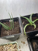 IMG_1373.jpeg IMG_1373.jpeg